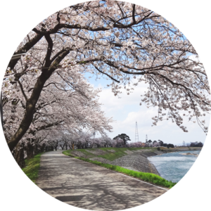 庄川峡に咲く桜