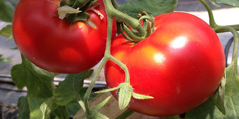 庄川おんせん野菜のトマトをたっぷり使用